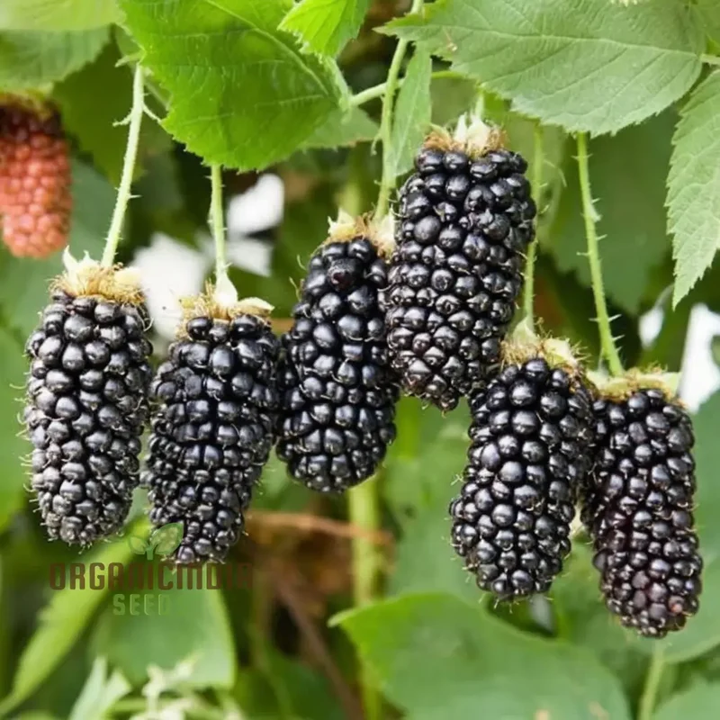 Blackberry Fruit Plant Seeds - Grow Your Own Bounty of Juicy Berries