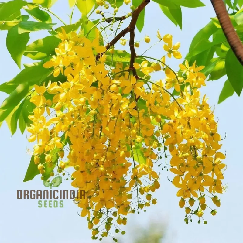 Golden Yellow Laburnum flowers Tree Seeds for Planting, Spectacular Cascading Blooms