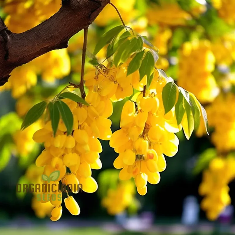 Golden Yellow Laburnum flowers Tree Seeds for Planting, Spectacular Cascading Blooms