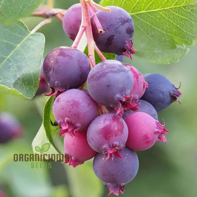 Saskatoon Berry Fruit Seeds “ Elevate Your Gardening Experience with Delicious, Nutritious Berries