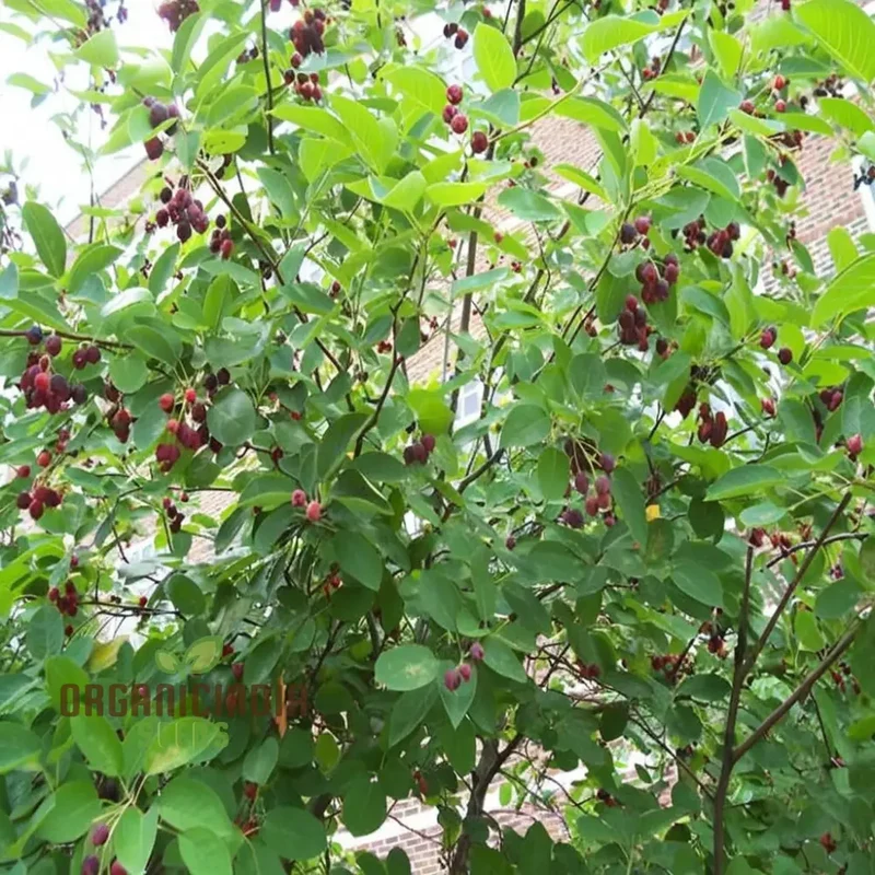 Saskatoon Berry Fruit Seeds “ Elevate Your Gardening Experience with Delicious, Nutritious Berries