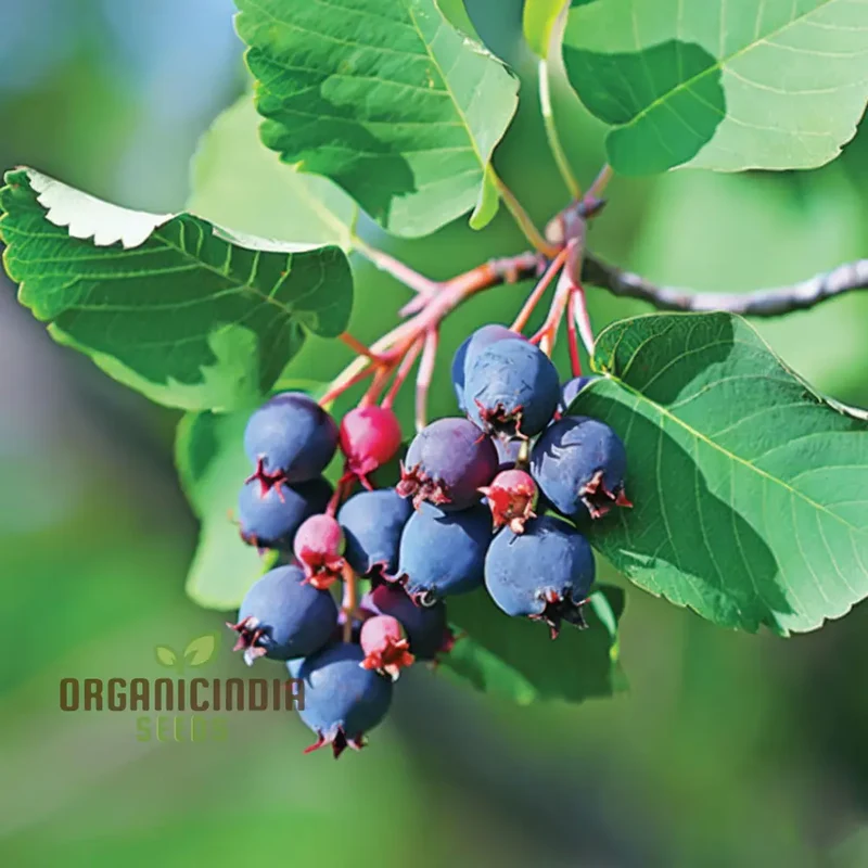 Saskatoon Berry Fruit Seeds “ Elevate Your Gardening Experience with Delicious, Nutritious Berries