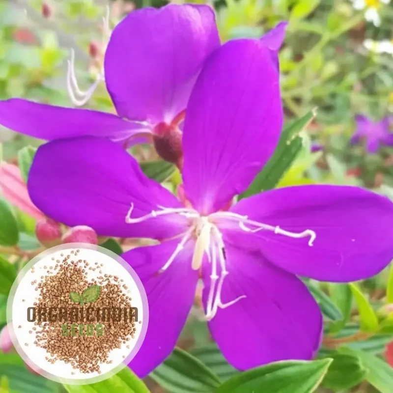 Tibouchina Seecandra Flower Seeds - Vibrant Purple Blooms for Lush Garden Beauty