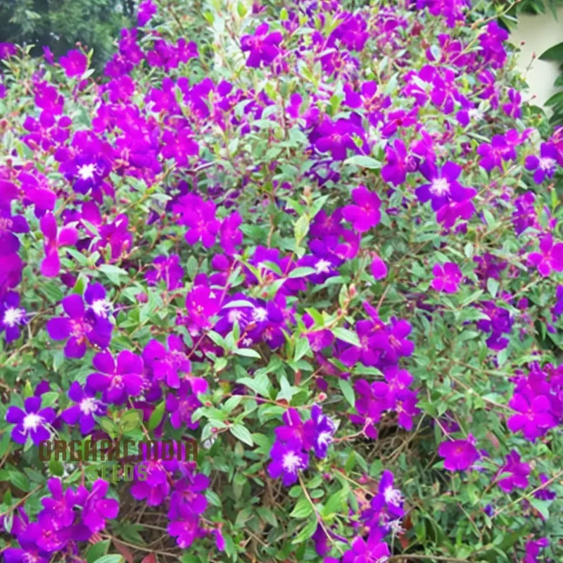 Tibouchina Seecandra Flower Seeds - Vibrant Purple Blooms for Lush Garden Beauty