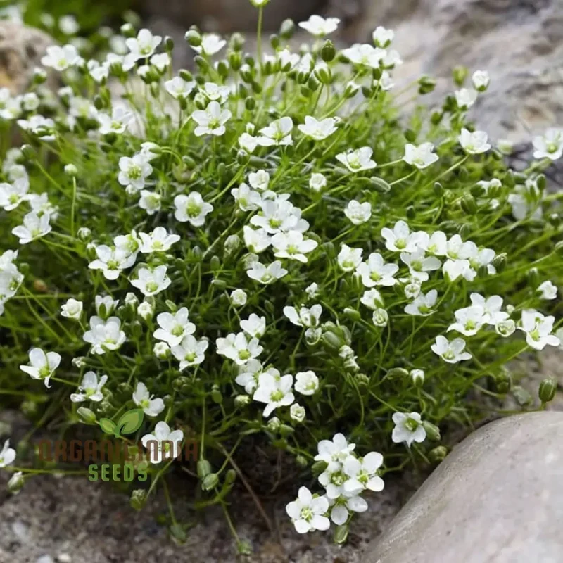 Lush Green Ground Cover, Irish Moss Planting Flower Seeds - Perfect for Planting and Gardening to Enhance Your Garden's Charm