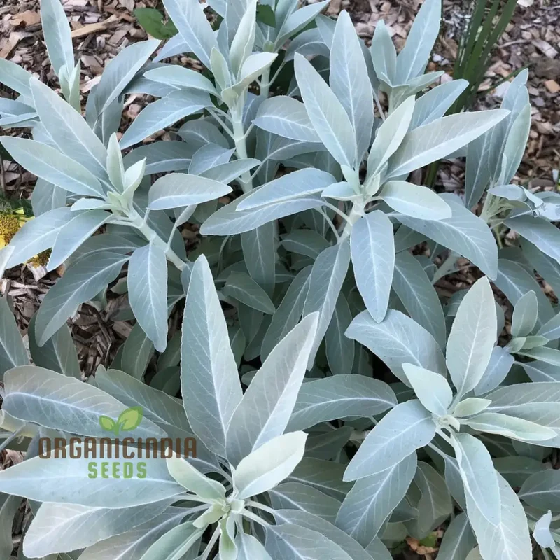 Premium White Sage Plant Seeds for Gardening Enthusiasts - Ideal for Vibrant and Healthy Gardens