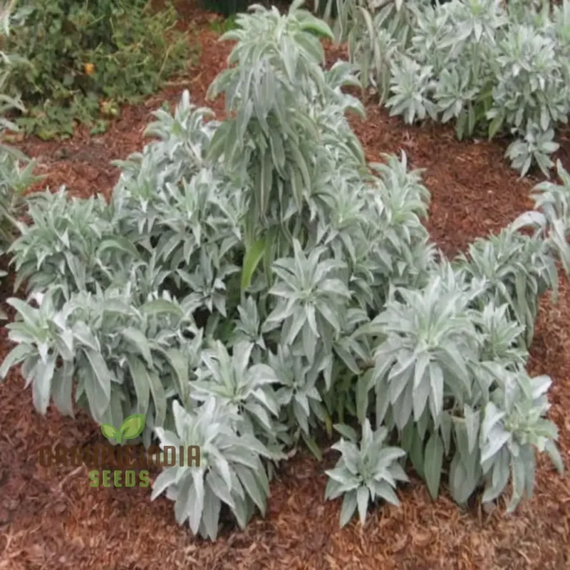 Premium White Sage Plant Seeds for Gardening Enthusiasts - Ideal for Vibrant and Healthy Gardens