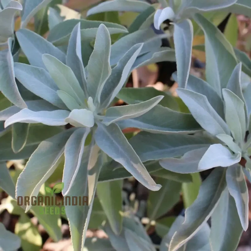 Premium White Sage Plant Seeds for Gardening Enthusiasts - Ideal for Vibrant and Healthy Gardens