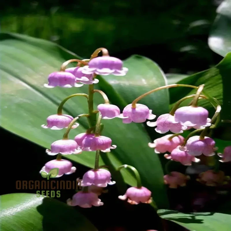 Purple Bell Orchid Seeds – Rare Elegant Blooms for Garden Planting