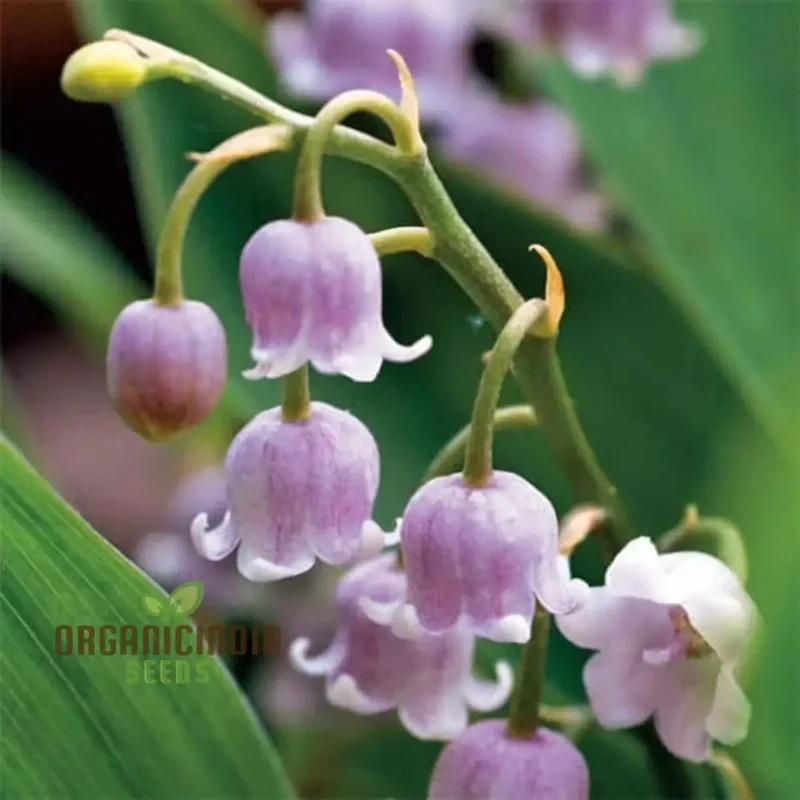 Purple Bell Orchid Seeds – Rare Elegant Blooms for Garden Planting