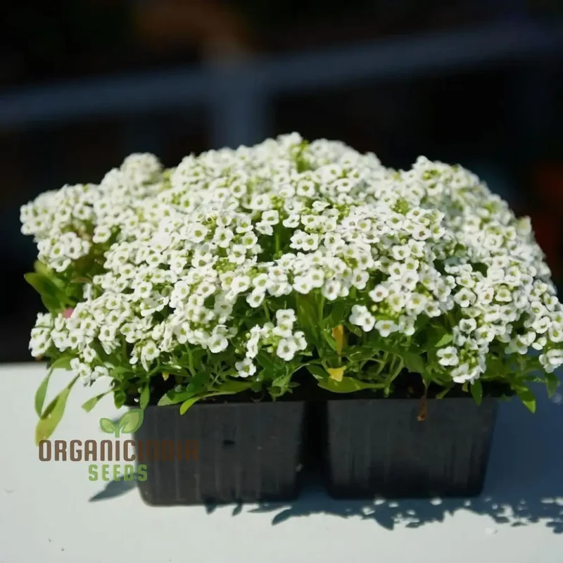 Create a Carpet of Blooms, Sweet Alyssum Flower Seeds - Ideal for Planting and Gardening to Transform Your Garden with Fragrant Beauty