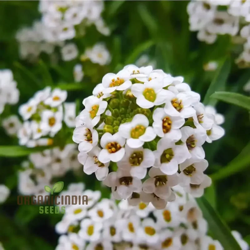 Create a Carpet of Blooms, Sweet Alyssum Flower Seeds - Ideal for Planting and Gardening to Transform Your Garden with Fragrant Beauty