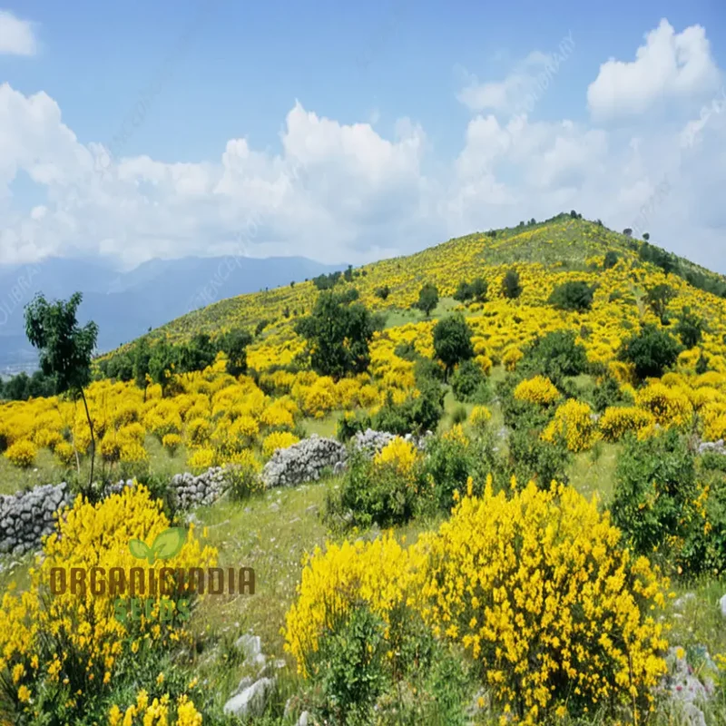 Spartium Junceum Seeds – Fragrant Spanish Broom for Sunny Landscapes, Borders, Driveways, Slopes & Drought-Tolerant Gardening