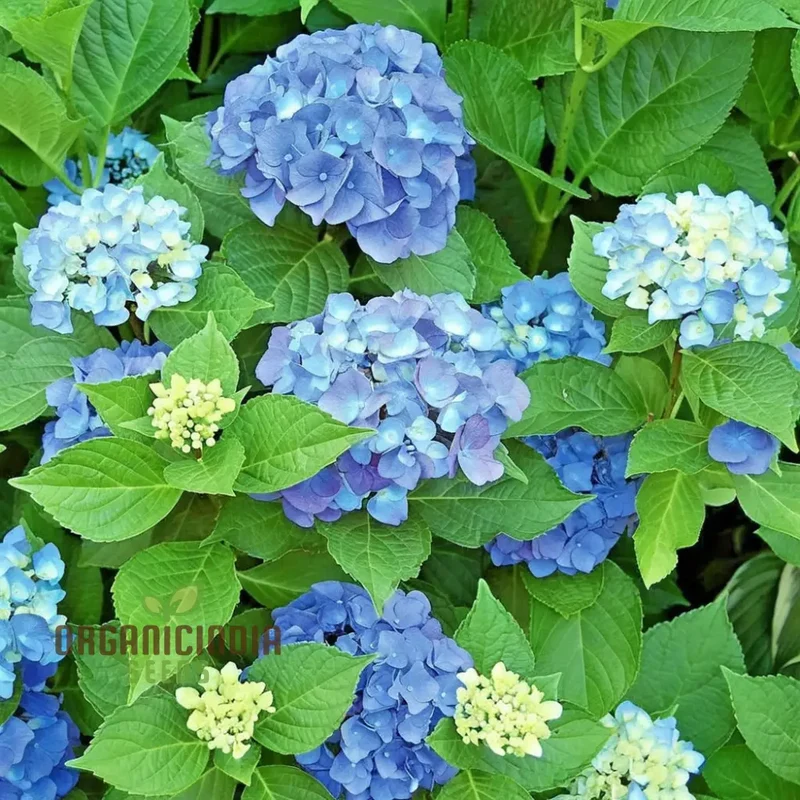 Blue Hydrangea Seeds – Vibrant Garden Blooms for Elegant Landscaping