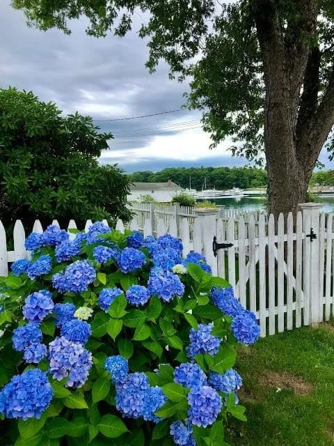 Blue Hydrangea Seeds – Vibrant Garden Blooms for Elegant Landscaping
