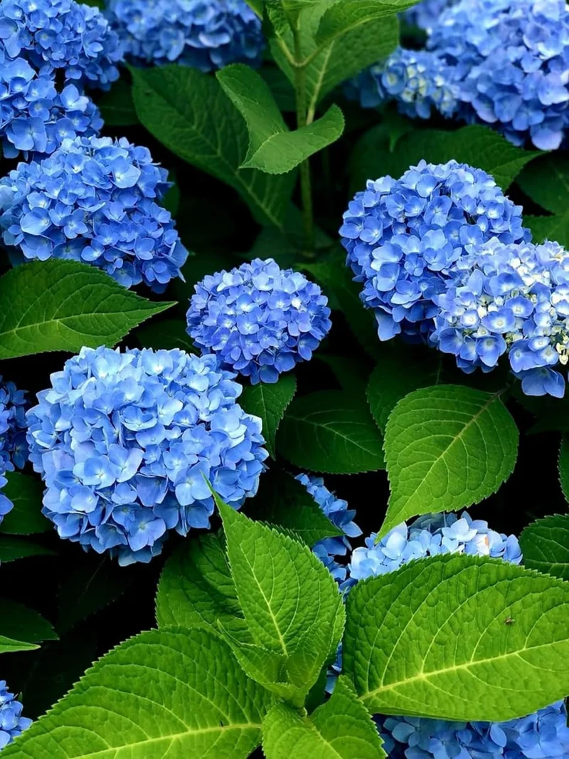 Blue Hydrangea Seeds – Vibrant Garden Blooms for Elegant Landscaping