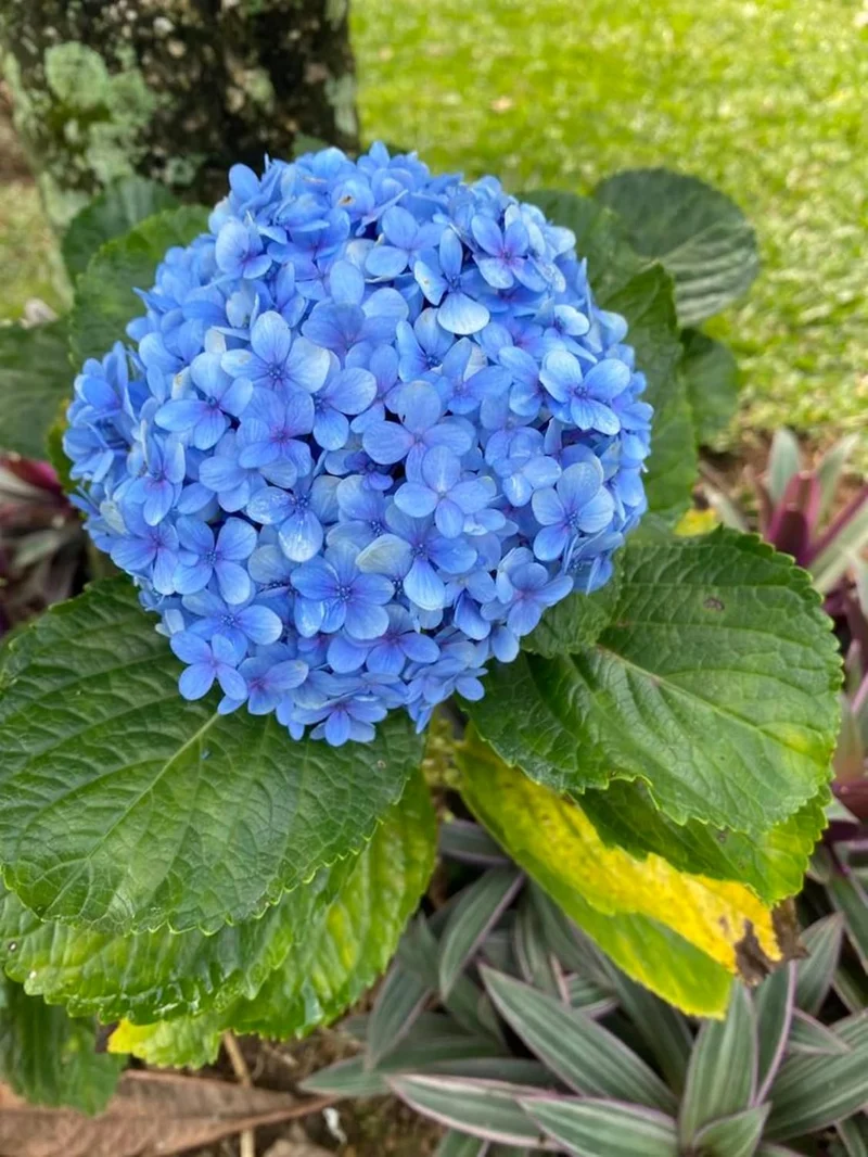 Blue Hydrangea Seeds – Vibrant Garden Blooms for Elegant Landscaping