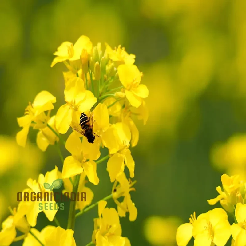 Canola Flower Seeds – Bright Yellow Blooms for Home Gardens and Landscaping