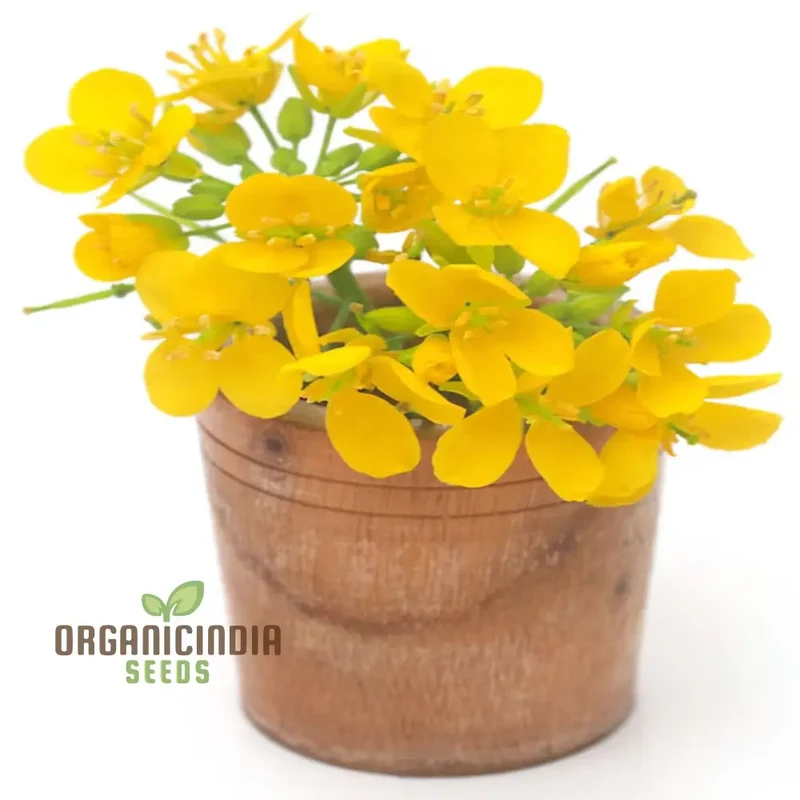 Canola Flower Seeds – Bright Yellow Blooms for Home Gardens and Landscaping