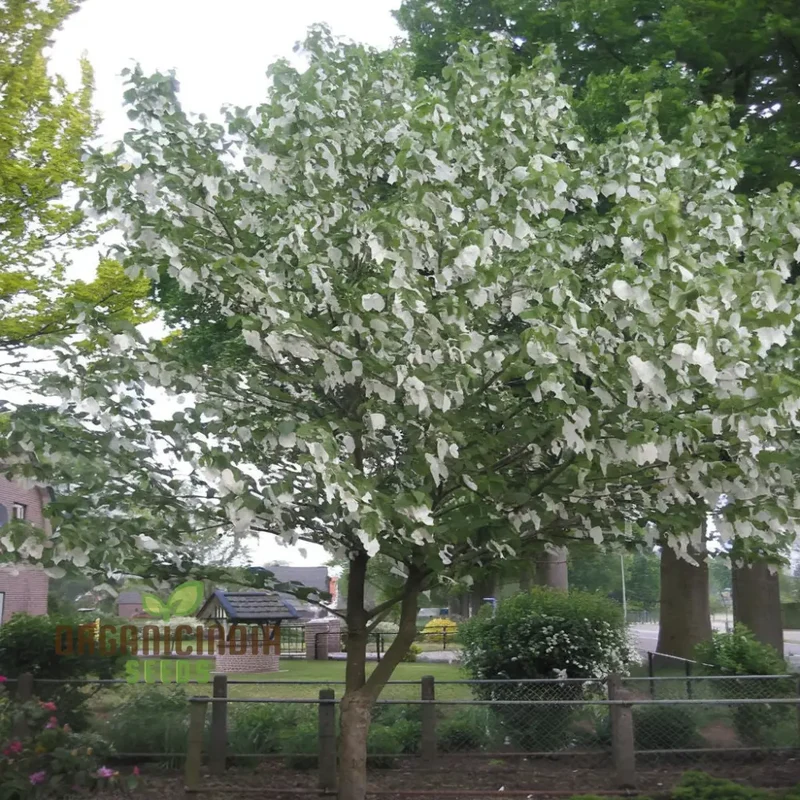 Davidia involucrata Tree Seeds - Ideal for Gardening Enthusiasts, Enhance Your Garden with These Unique and Rare Seeds