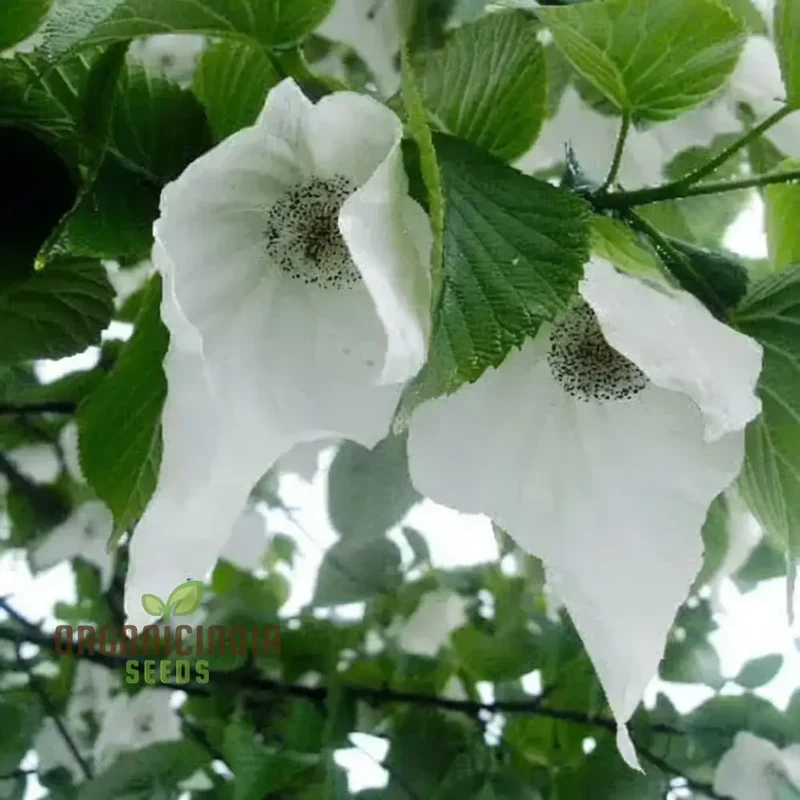 Davidia involucrata Tree Seeds - Ideal for Gardening Enthusiasts, Enhance Your Garden with These Unique and Rare Seeds