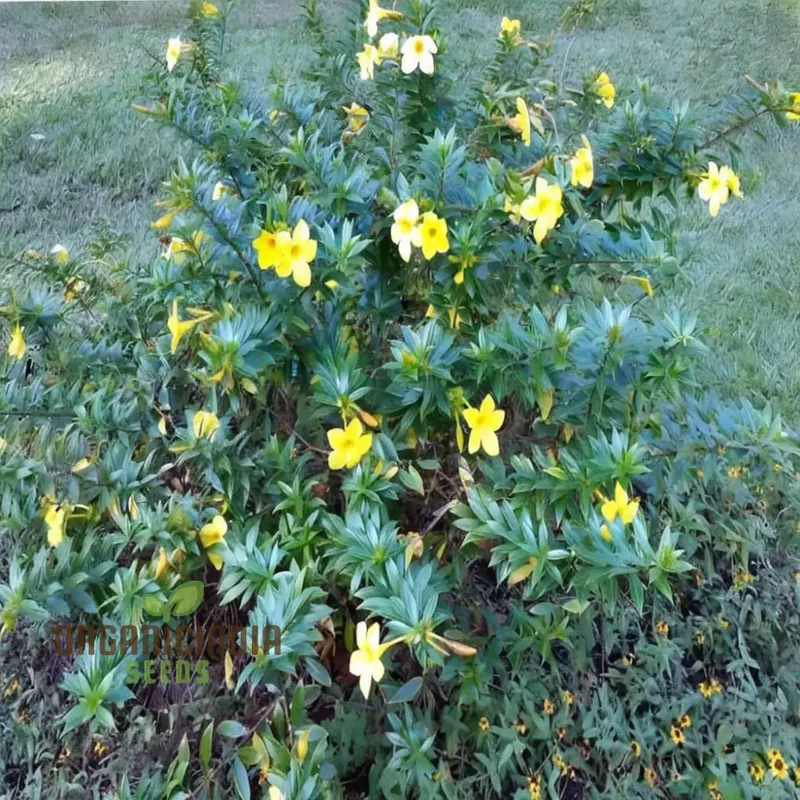 Allamanda Seeds – Vibrant Blooms for Colorful Garden Planting