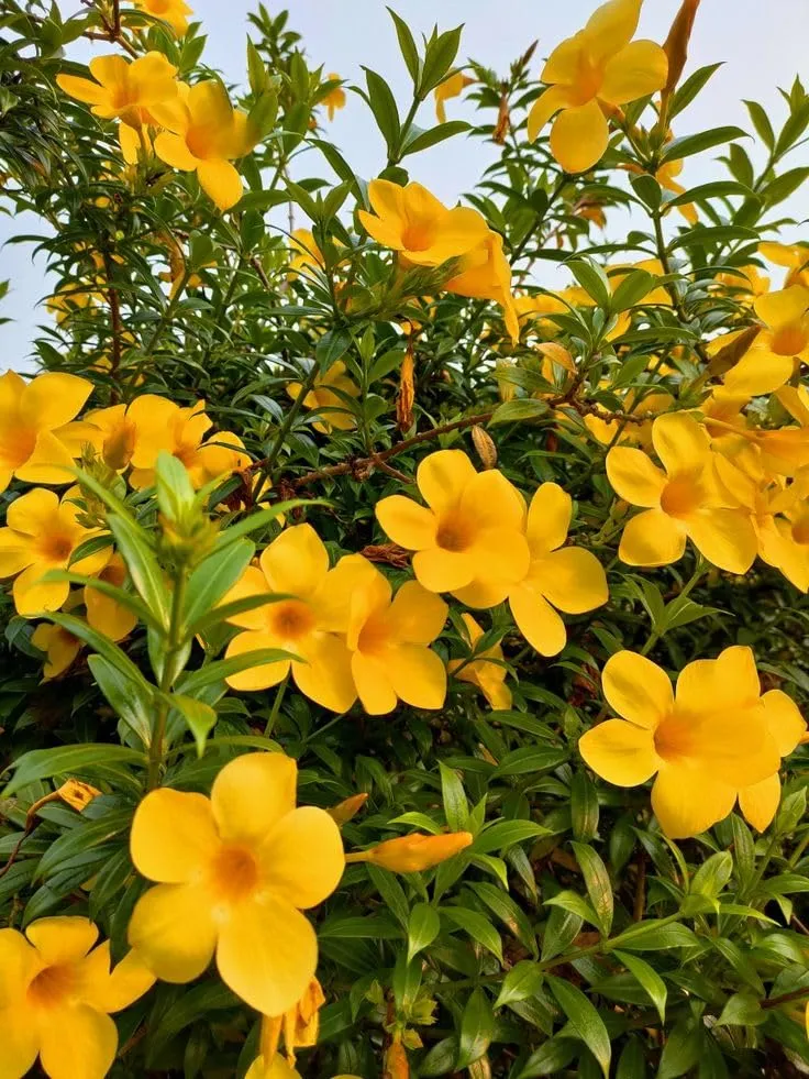 Allamanda Seeds – Vibrant Blooms for Colorful Garden Planting