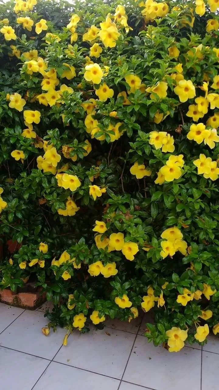 Allamanda Seeds – Vibrant Blooms for Colorful Garden Planting