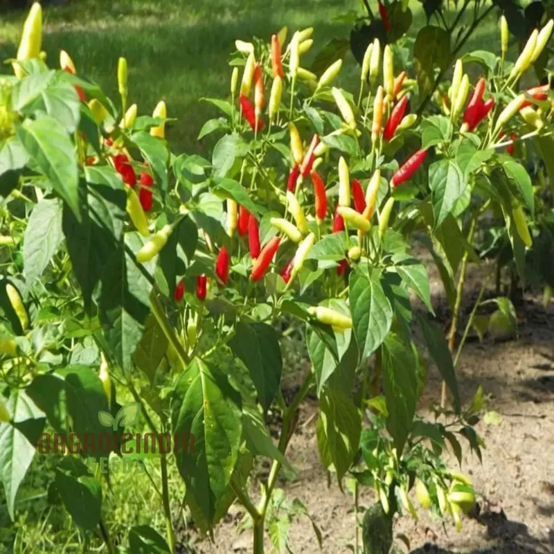 Ignite Your Garden's Flavor, Guntur Sannam Chilli Pepper Seeds - Premium Vegetable Seeds for Planting and Gardening