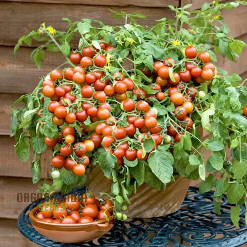 Cherry Tomato Vegetable Seeds - Sweet, Juicy Tomatoes for Your Home Garden