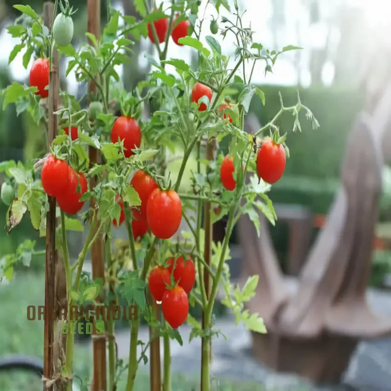 Cherry Tomato Vegetable Seeds - Sweet, Juicy Tomatoes for Your Home Garden