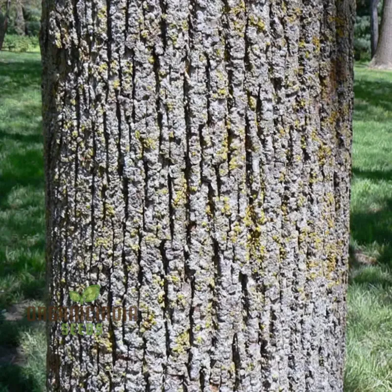 Cultivate Majestic Shade, American Linden Tree Seeds (Tilia Americana) for Your Garden