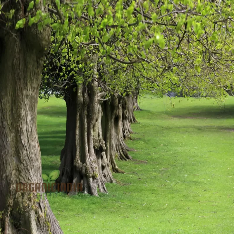 Cultivate Majestic Shade, American Linden Tree Seeds (Tilia Americana) for Your Garden