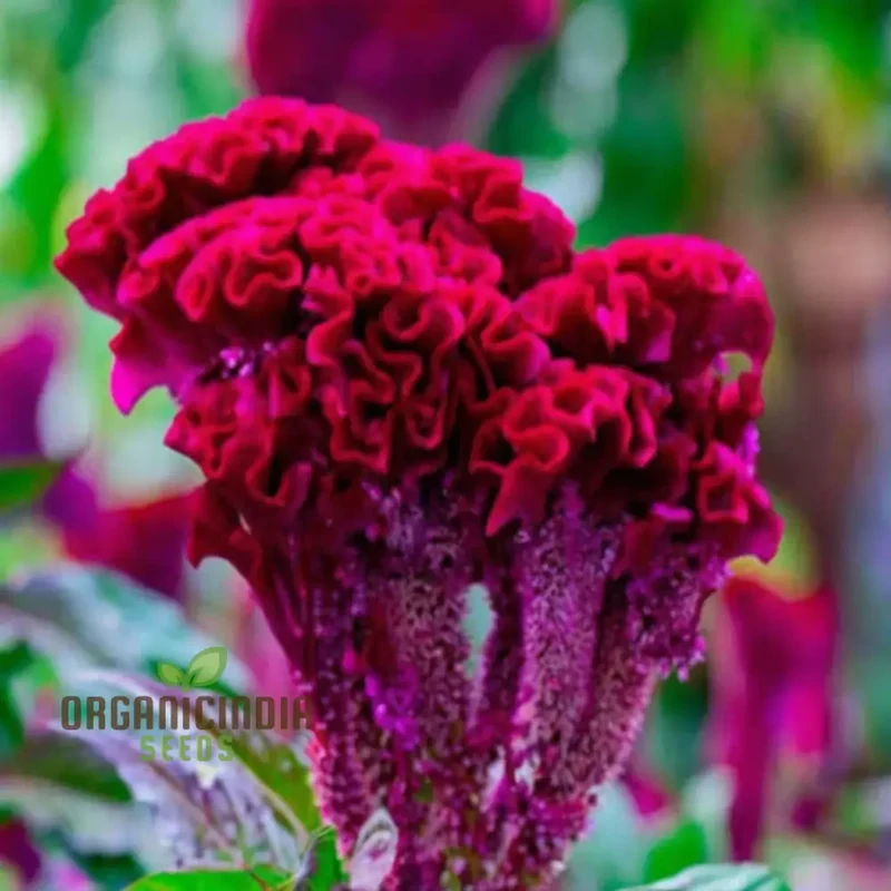 Pink Cockscomb Flower Seeds - Unique Crested Blooms for Eye-Catching Gardens