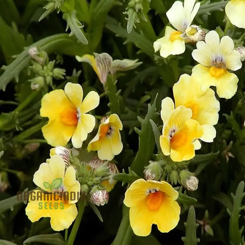 Yellow Nemesia Flower Seeds, Bright and Cheerful Blooms, Easy-to-Growing Vibrant and Lively Garden