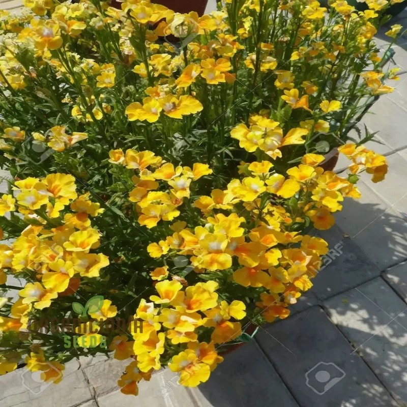 Yellow Nemesia Flower Seeds, Bright and Cheerful Blooms, Easy-to-Growing Vibrant and Lively Garden