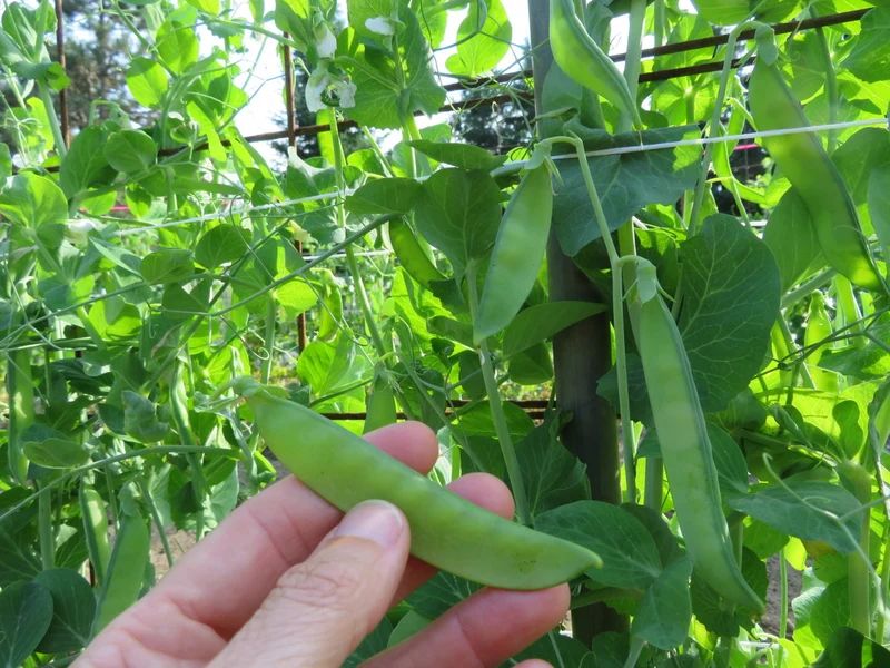 Pois ‘Ambrosia’ ( Pisum sativum var. macrocarpon )