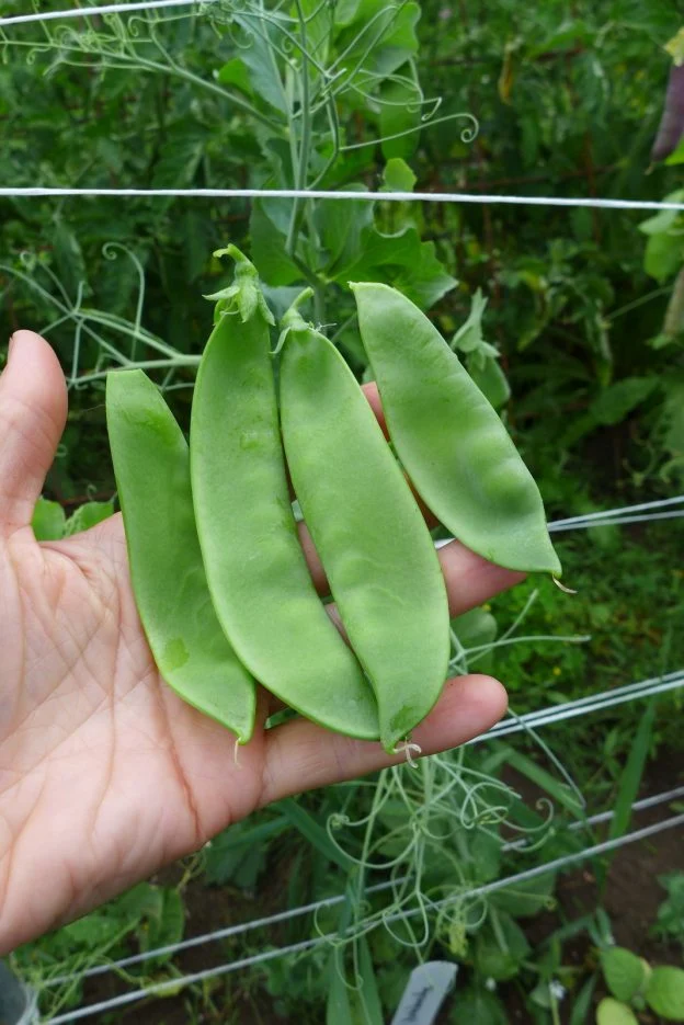 Pois ‘Avalanche’ ( Pisum sativum var. macrocarpon )