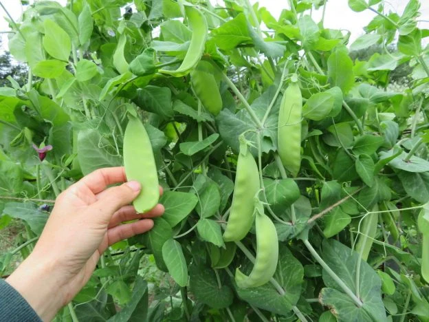Pois ‘Chinese Giant’ ( Pisum sativum var. macrocarpon )