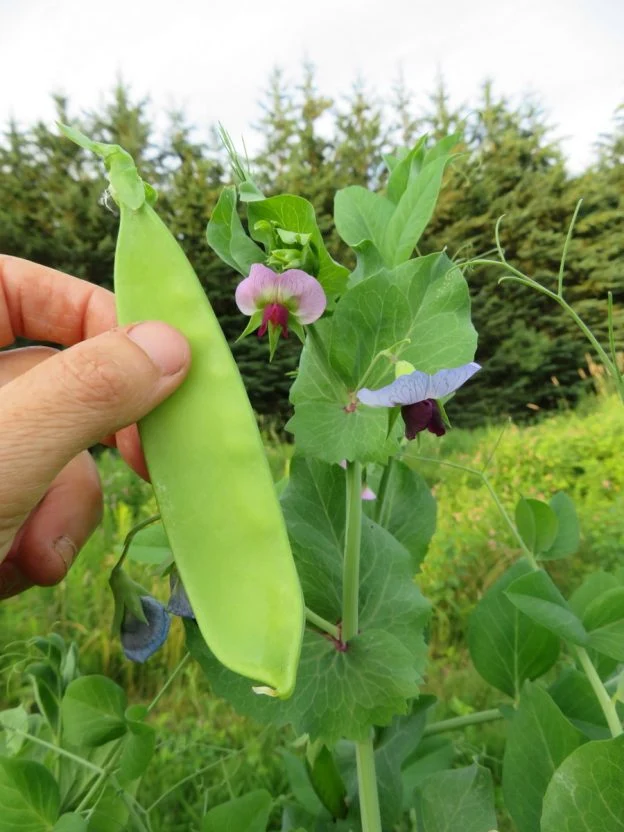 Pois ‘carouby de Maussane’ ( Pisum sativum var. macrocarpon )