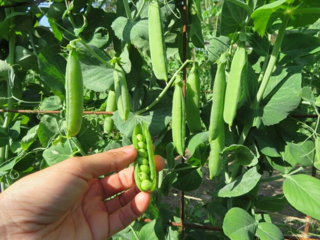 Pois ‘Early Frosty’ ( Pisum sativum var. medullare )