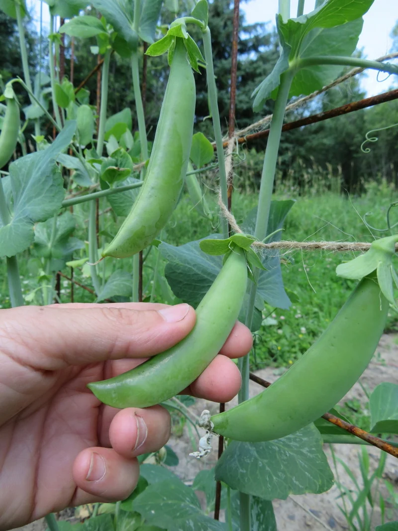Pois ‘June's Delight’ ( Pisum sativum var. saccharatum )