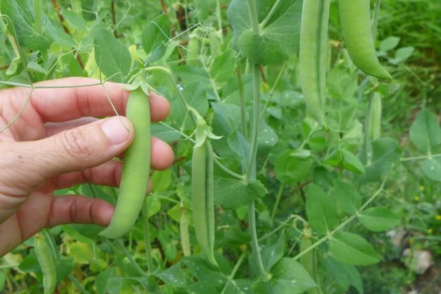 Pois ‘Flämische Reisen Schnabel’ ( Pisum sativum var. medullare )