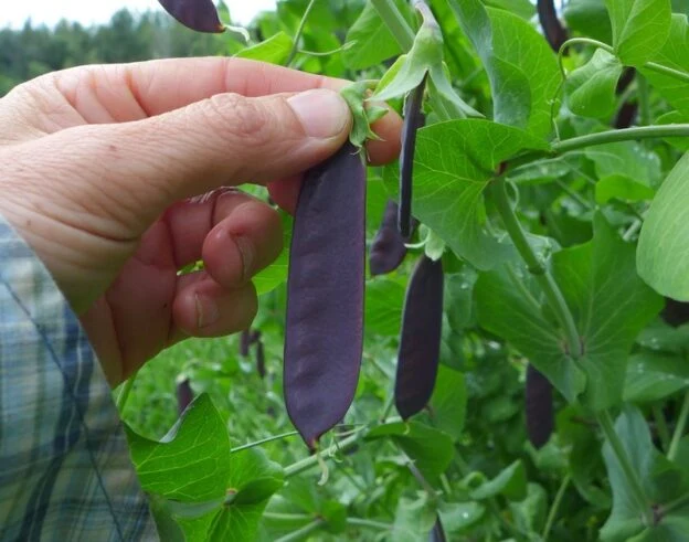 Pois ‘King Tut’ ( Pisum sativum var. vulgare )