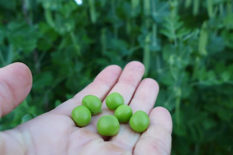 Pois ‘Magnum Bonum’ ( Pisum sativum var. medullare )