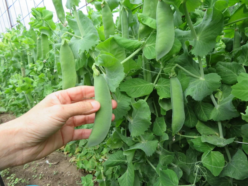Pois ‘Large Manitoba’ ( Pisum sativum var. medullare )