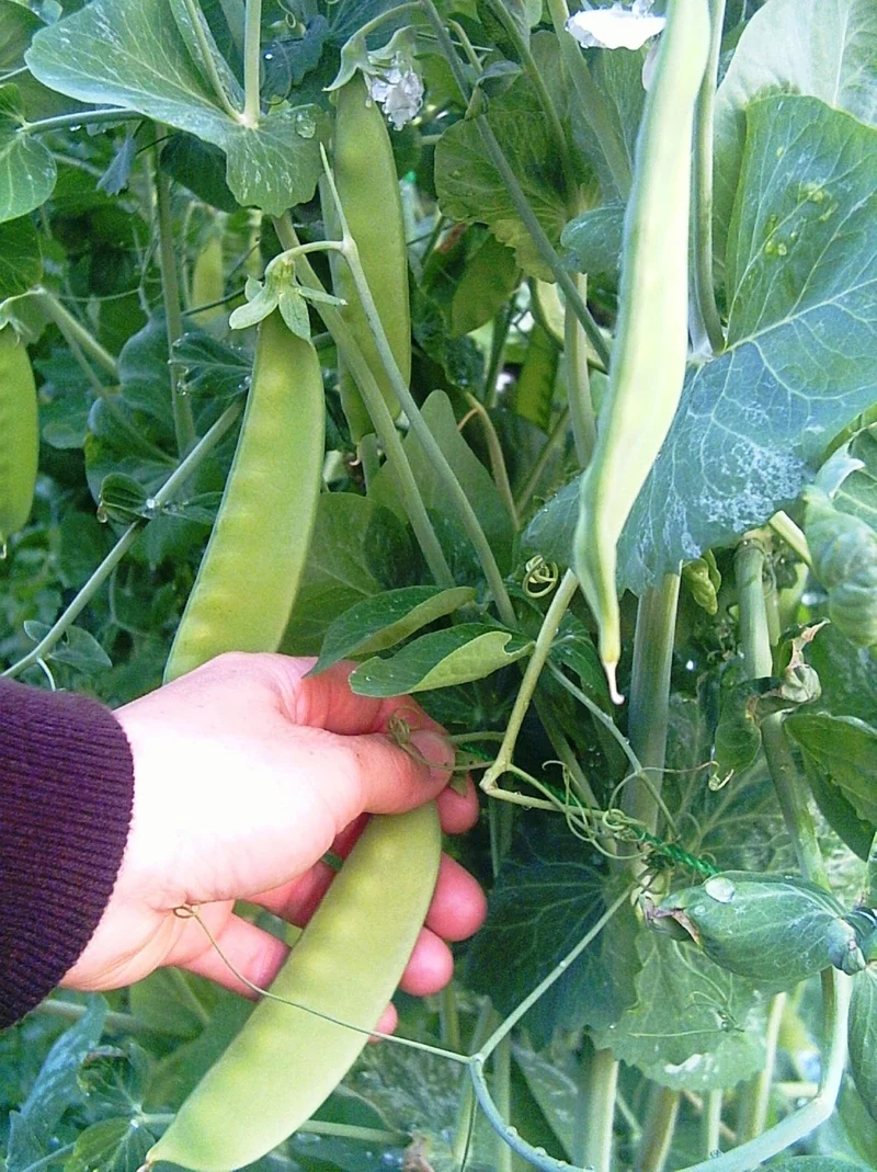 Pois ‘Mammoth’ ( Pisum sativum var. macrocarpon )