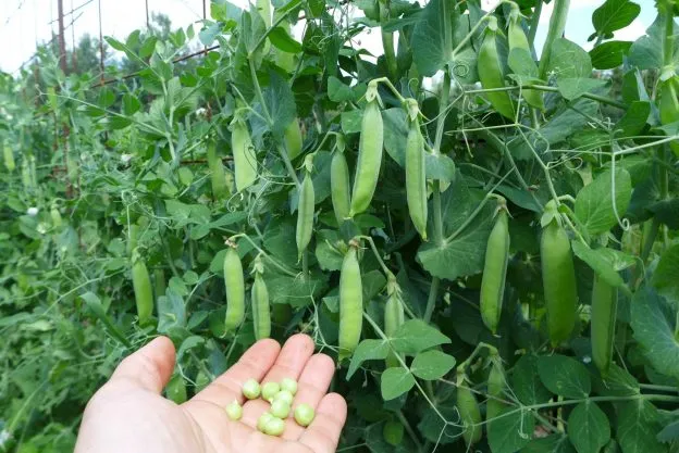 Pois ‘Old England Kelway’ ( Pisum sativum var. medullare )