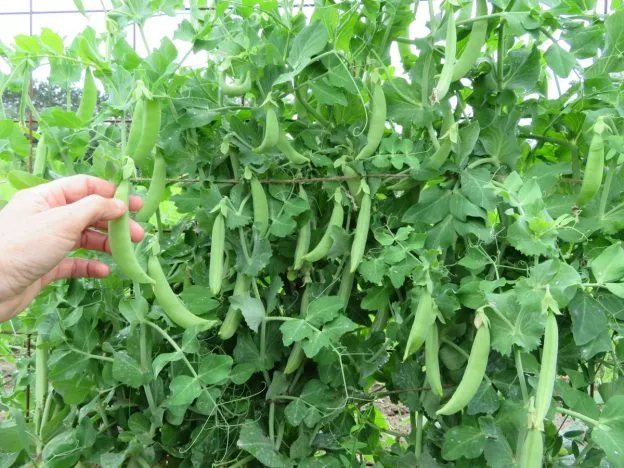 Pois ‘Mega Sugar Snap’ ( Pisum sativum var. saccharatum )