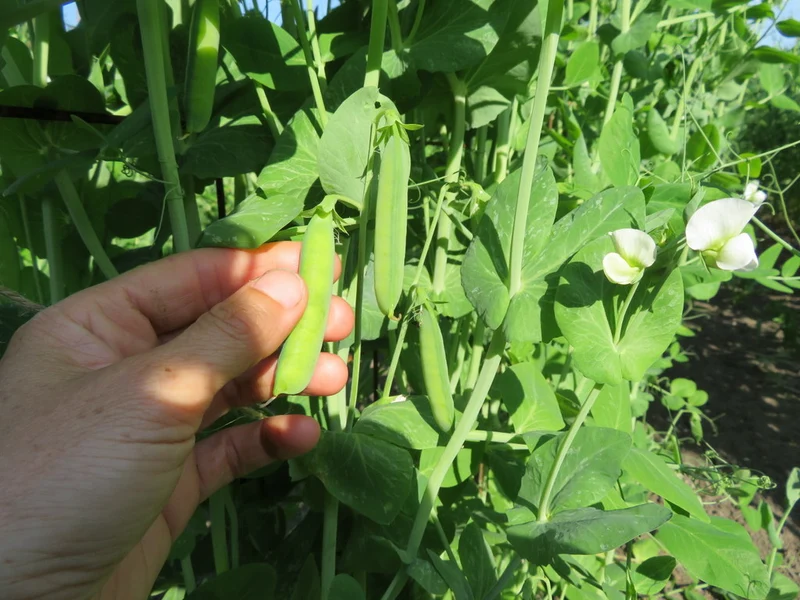 Pois ‘St. Hubert Soup’ ( Pisum sativum var. vulgare )